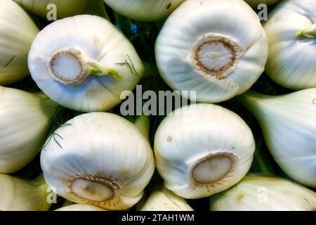 Einige Exemplare von buntem Fenchelgemüse, aufgereiht in einer Reihe, Nahaufnahme Bild Stockfoto