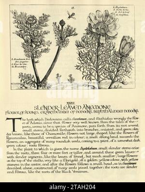 Botanischer Kunstdruck der schlanken Laubanemone, Blume des Adonis, von Hortus Floridus von Crispin de Passe, Vintage-Illustration Stockfoto