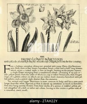 Botanischer Kunstdruck von Braod blättrigem Narcissus tenuifolius, Narzissen Blüte, von Hortus Floridus von Crispin de Passe, Vintage Illustration, 17. Jahrhundert Stockfoto