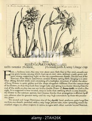 Botanischer Kunstdruck von Rush blättriger Narzisse, doppelte Narzissen-Blume, von Hortus Floridus von Crispin de Passe, Vintage-Illustration, 17. Jahrhundert Stockfoto