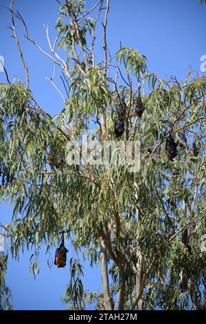 Indische Flugfüchse (anso bekannt als Pteropus medius) hängen tagsüber auf dem Weg nach Jodhpur, Rajasthan - Indien an einem Baum Stockfoto