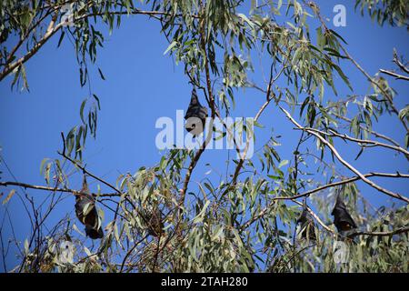 Indische Flugfüchse (anso bekannt als Pteropus medius) hängen tagsüber auf dem Weg nach Jodhpur, Rajasthan - Indien an einem Baum Stockfoto