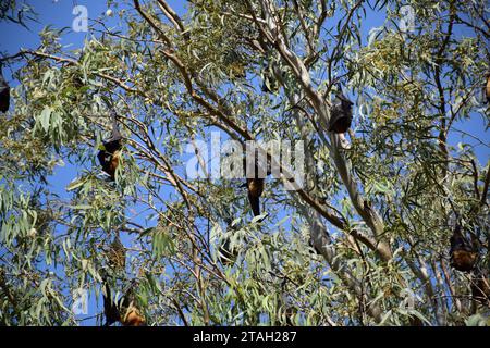 Indische Flugfüchse (anso bekannt als Pteropus medius) hängen tagsüber auf dem Weg nach Jodhpur, Rajasthan - Indien an einem Baum Stockfoto