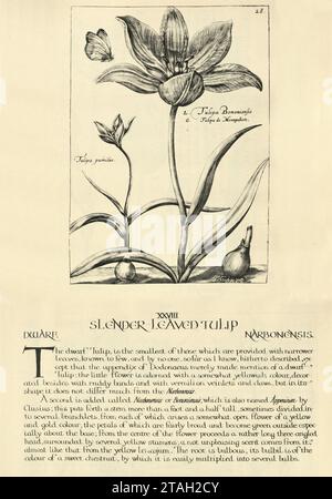 Botanischer Kunstdruck der schlanken blättrigen Tulpe, Zwerg, Narbonensis, von Hortus Floridus von Crispin de Passe, Vintage Illustration, 17. Jahrhundert Stockfoto