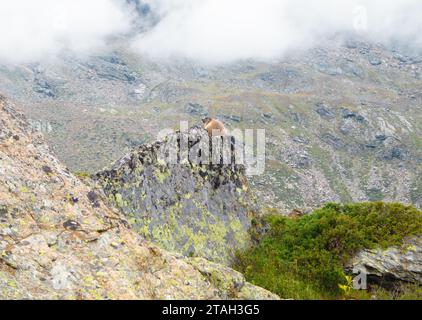 Monte Rosa (Italien) - Ein Blick auf die Berge im Val d'Ayas mit dem Gipfel des Monte Rosa der Alpen, alpinistische Pfade zum Rifugio Mezzalama und Guide di Ayas Stockfoto