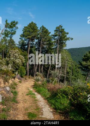 Bewaldete Hügellandschaft in der Toskana Stockfoto