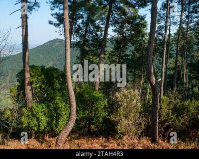 Bewaldete Hügellandschaft in der Toskana Stockfoto