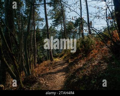 Bewaldete Hügellandschaft in der Toskana Stockfoto