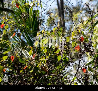 Grüne und charakteristische ältere rote Blätter des australischen blutenden Herzbaums Homalanthus populifolius im subtropischen Tiefland-Regenwald in Queensland. Stockfoto