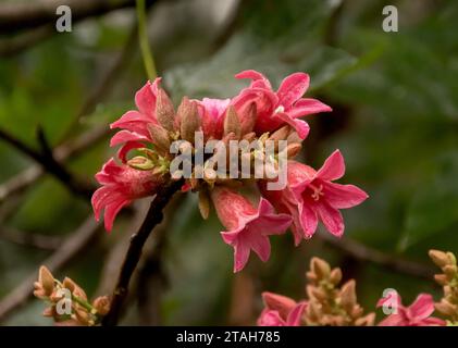 Rosafarbene Blüten des australischen Queensland Lacebark-Baumes, Brachychiton, verfärben sich und wachsen im Frühjahr in Clustern. Quelle von buschtucker, Regenwaldbaum. Stockfoto