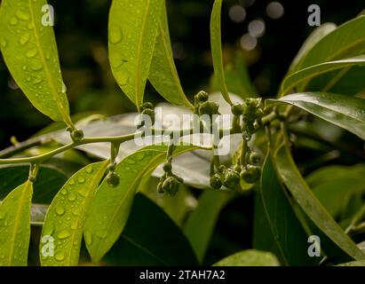 Winzige kugelförmige Früchte aus Schokoladenpudding, schwarzer Sapote, Diospyros nigra, die sich auf einem Baumzweig in Queensland Australien bilden. Stockfoto