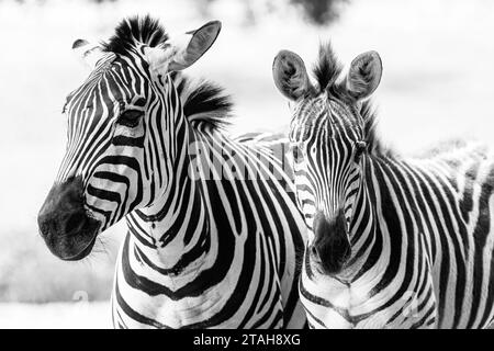 Eine schwarz-weiße Aufnahme von zwei Zebras, die in einer grasbewachsenen Savanne stehen. Stockfoto