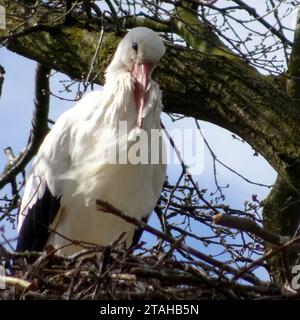 Ein Storch sitzt auf einem selbstgebauten Storknest in einem Baum. Der Wind weht Stockfoto