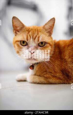 Orangefarbene Katze, seitlich zugewandt. Mit dunkelgelben Augen in die Kamera schauen. Isoliert auf einem unscharfen Hintergrund. Stockfoto