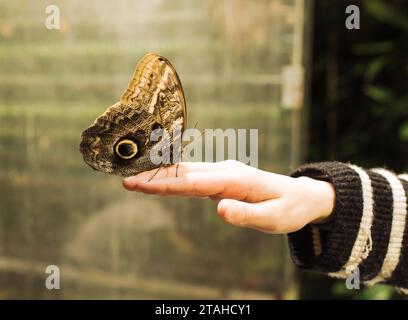 Nahaufnahme eines großen, schönen Schmetterlings, der auf der Hand eines Kindes saß Stockfoto