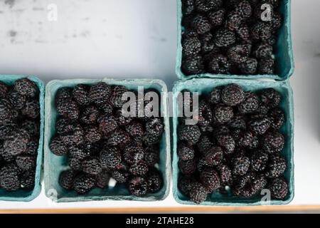 Schwarze Himbeeren in Pint-Behältern auf dem lokalen Bauernmarkt Stockfoto