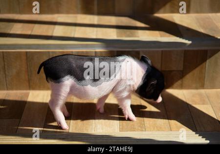 Kleines schwarz-weißes Ferkel, das an sonnigem Tag auf der Treppe steht Stockfoto