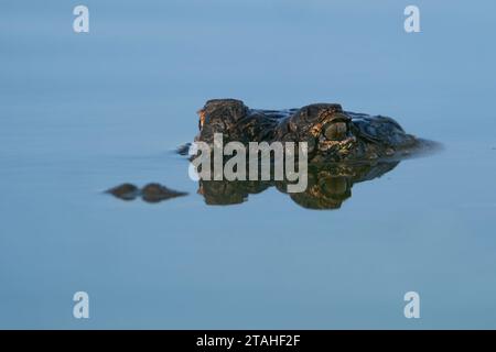 Ein Amerikanischer Alligator Ist Teilweise Untergetaucht Stockfoto