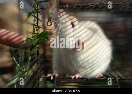 Ratte in einem Käfig. Nagetier hinter Gittern. Weiße Ratte. Stockfoto