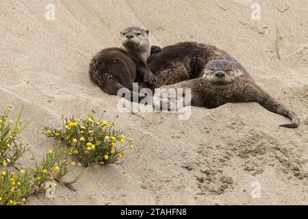 Eine Familie der Flussotter ruht am Strand Stockfoto