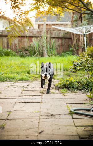 Boston Terrier holt den Ball im verwachsenen Hinterhof zur goldenen Stunde Stockfoto