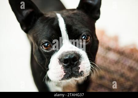 Schwarz-weißer boston Terrier, der direkt in die Kamera blickt Stockfoto