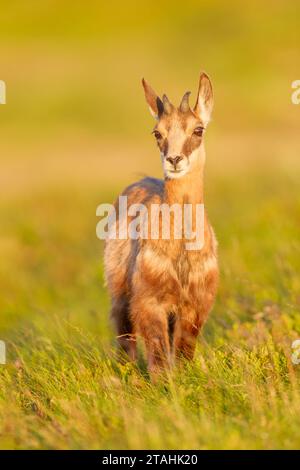 Juvenile, Chamois, Rupicapra rupicapra, Vogesen, Frankreich Stockfoto