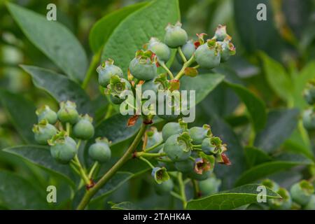 Grüne Heidelbeeren, Vaccinium corymbosum, reifende Früchte auf einem Heidelbeerstrauch, Nahaufnahme. Stockfoto
