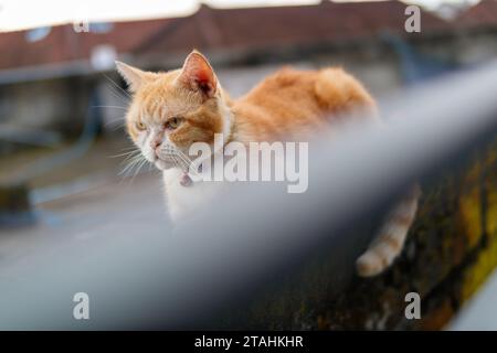 Eine Katze, die auf einem Dach sitzt Stockfoto