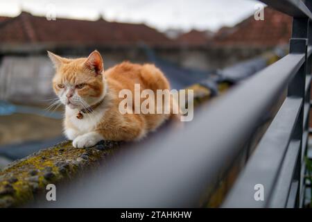 Eine Katze, die auf einem Dach sitzt Stockfoto