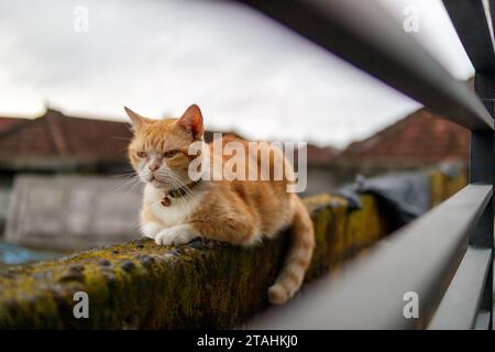 Eine Katze, die auf einem Dach sitzt Stockfoto