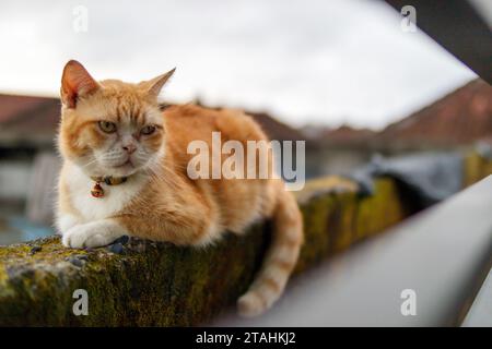 Eine Katze, die auf einem Dach sitzt Stockfoto