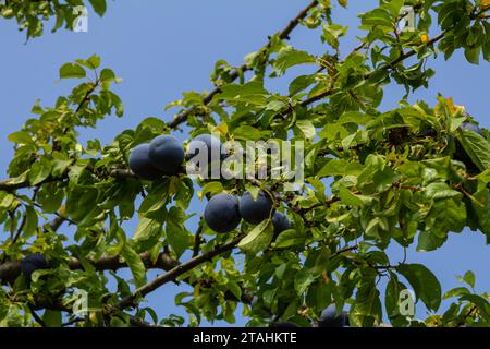 Reife Pflaumen auf grünen Zweigen im Garten. Ein paar frische saftige runde rote Pflaumenbeeren mit Blättern auf einem Baumzweig unter dem weichen Sonnenlicht. Reife Pflaumen Stockfoto