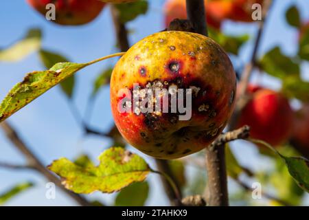 Ein Stapel von Apfelschorferkrankungen und Symptomen mit Apfelbäumen. Stockfoto