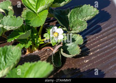 Junge Erdbeeren blühen mit weißen Blüten auf einem landwirtschaftlichen Regal. Erdbeerblüte. Blühende weiße Erdbeerblumensträucher. Stockfoto