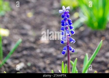 Muscari latifolium-Blüte, die in einem Garten in Madrid, Spanien, angebaut wird. Hochwertige Fotos Stockfoto