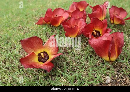 Wunderschöner Sea Hibiscus, auch bekannt als Hibiscus tiliaceus auf grünem Gras. Hellrot mit gelben und orangen Blütenblättern Küstenhibiskus Stockfoto