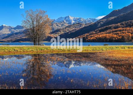 Sils See mit Baumspiegelung und die schweizer schneealpen im Oberengadin mit goldenen Bäumen im Herbst, Kanton Graubünden, Schweiz. Stockfoto