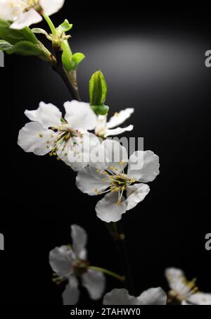 Dünner Baumzweig Mit Blühenden Blumen Und Ersten Grünen Blättern Auf Schwarzem Hintergrund Hi-Res Stockfoto Für Vertikale Hintergründe Stockfoto