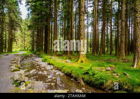 Ein magischer Kiefernwald tagsüber mit Moos und Gras. County Cork, Irland Stockfoto