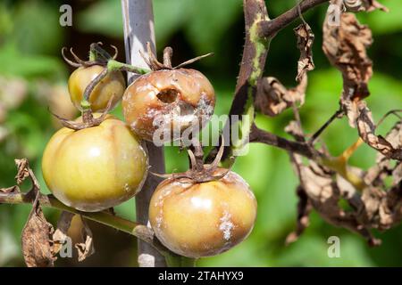 Tomatenpflanze leidet an Tomatenfäule, Großbritannien Stockfoto