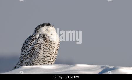 Schneeeule im Winter, die jagt Stockfoto