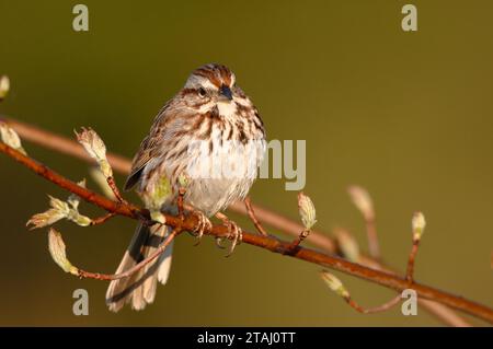 Lied Sparrow Barch auf einem Ast Stockfoto