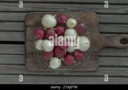 Frische weiße und lila Bunte Radishs aus biologischem Anbau. Ein lebhaftes und pfeffriges Rettich-Medley, Europäische Radieschen (Raphanus sativus), frisch geerntet Stockfoto