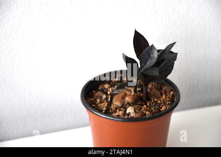 Zamioculcas zamiifolia „Raven“, schwarze ZZ-Zimmerpflanze. Isoliert auf weißem Hintergrund im Hochformat. Von oben. Stockfoto