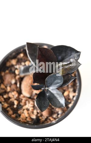 Zamioculcas zamiifolia „Raven“, schwarze ZZ-Zimmerpflanze. Isoliert auf weißem Hintergrund im Hochformat. Von oben. Stockfoto