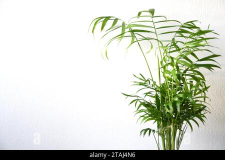 Salonpalme Zimmerpflanze (chamaedorea elegans), mit buschigen grünen Blättern, isoliert auf weißem Hintergrund. Nahaufnahme im Querformat. Stockfoto