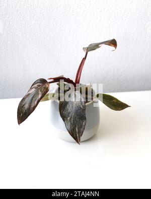 Philodendron erubescens Zimmerpflanze der „rosa Prinzessin“ mit grünen und rosa herzförmigen Blättern in einem Keramiktopf. Isoliert auf weißem Hintergrund. Stockfoto