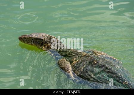 Der Monitor schwimmt in einem Teich in einem Stadtpark in Thailand Stockfoto