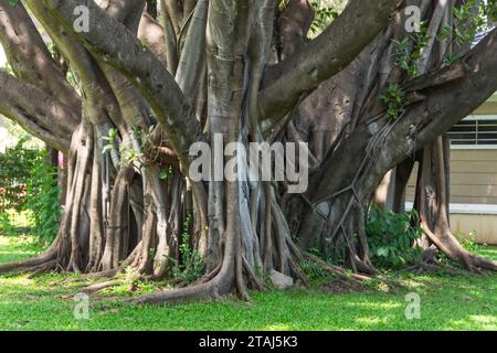 Schöner grüner Banyan-Baum, viele Stämme verflochten zu einer riesigen Ficus-Mikrocarpa. Stockfoto